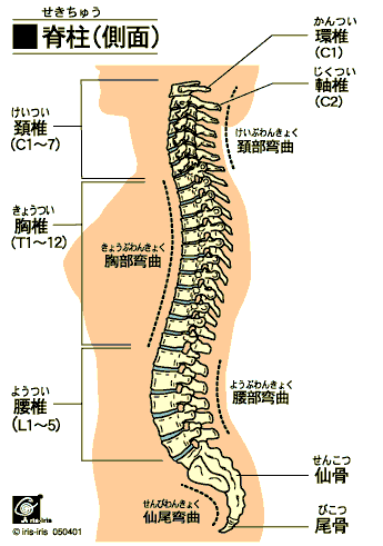背骨の湾曲の図
